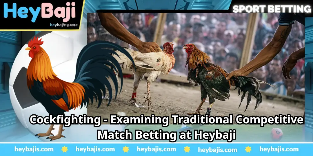 Cockfighting - Examining Traditional Competitive Match Betting at Heybaji 1 Cockfighting - Examining Traditional Competitive Match Betting at Heybaji (1)